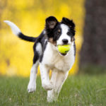 Komma tillbaka med leksak