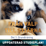 Från valp till stjärna - digital studieplan