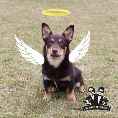 presentkort_angel